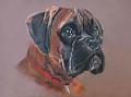 Nos chiens